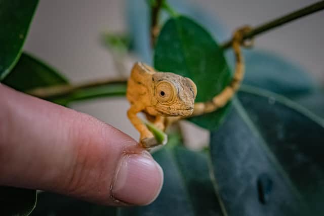 World’s largest chameleon born for the first time in the UK
